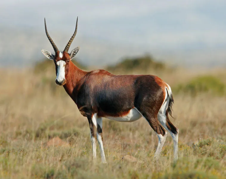 BLESBOK